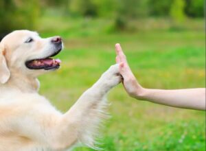 Что нужно для здоровья и счастья лохматого друга: выбираем товары для собак