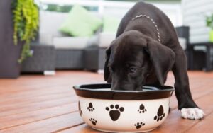 Сухой корм для собак: как его подобрать