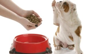 Сухой корм для собак: как выбирать