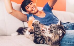 Домашняя кошка: как обеспечить питомцу комфортную жизнь