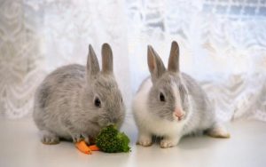 Правильный уход за декоративными кроликами