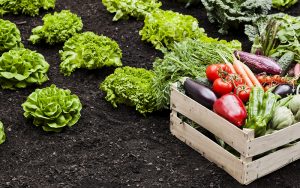 Как выбрать лучшие семена для овощного сада