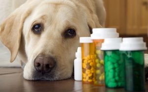 Выбор ветеринарных препаратов: правильный подход и советы