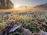 В Украину идут заморозки: синоптики рассказали, в каких областях резко похолодает