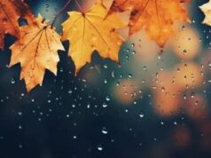 Теплее нормы, но с погодными «качелями»: синоптик рассказала, чего ждать в последние дни перед зимой