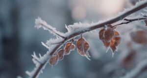Зима напомнит о себе: синоптик рассказала, когда и где в Украине ждать морозов в ближайшие дни